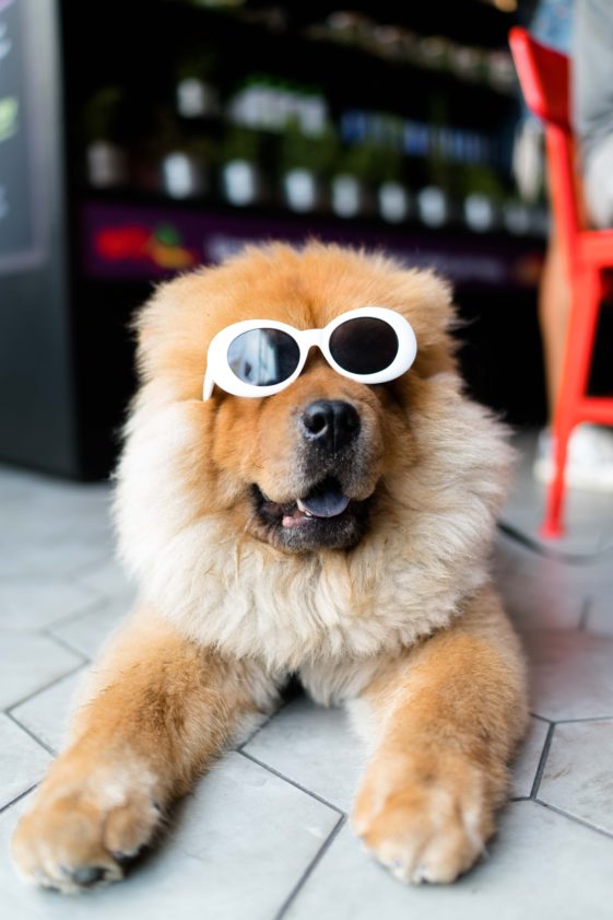Köpekler Hakkında 15 İlginç Bilgi Pepapp